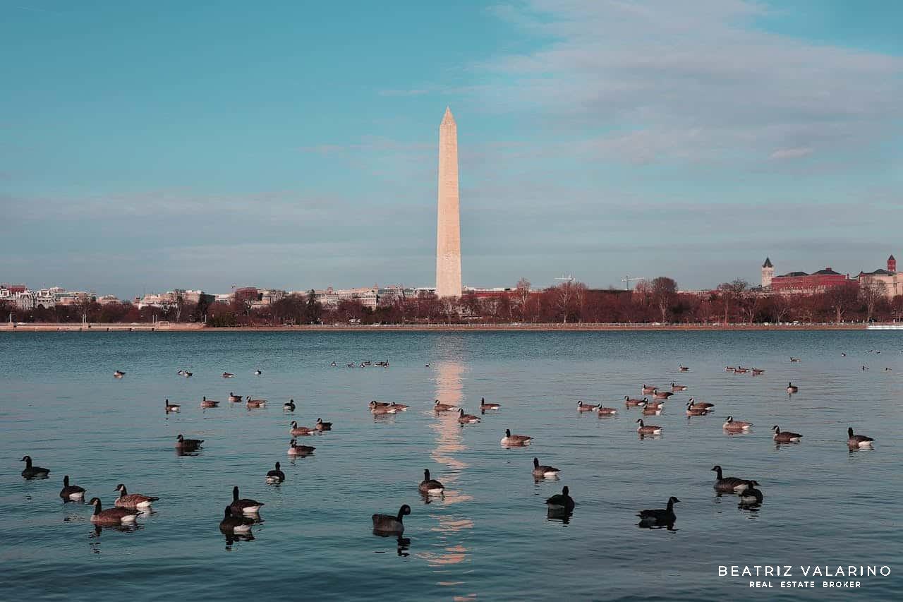 Washington DC image